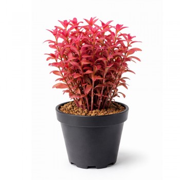 Rotala macrandra mini pink SAKSI