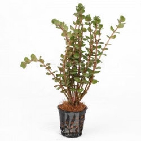Rotala macrandra narrow leaf SAKSI