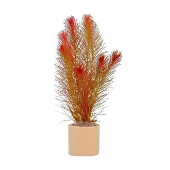 Rotala wallichii DEMET