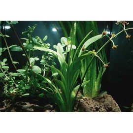 Sagittaria teres