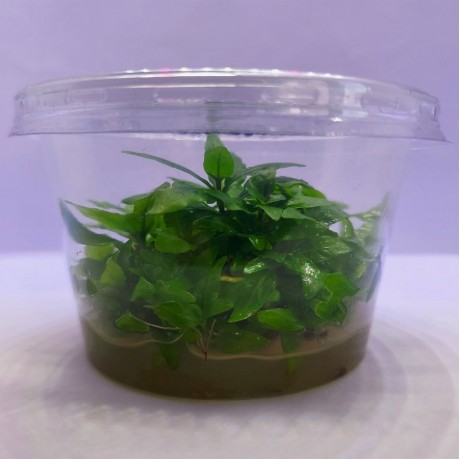 Staurogyne repens kerala IN VITRO 120 CC CUP