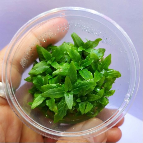 Staurogyne repens kerala IN VITRO 120 CC CUP