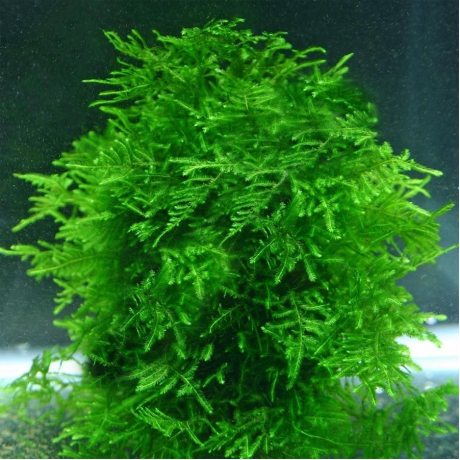 Taxiphyllum alternans / taiwan moss 5 gr