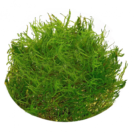 Taxiphyllum alternans / taiwan moss 5 gr