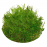 Taxiphyllum alternans / taiwan moss 5 gr