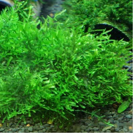 Taxiphyllum peacock 5 gr