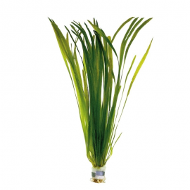 Vallisneria asiatica BUKET