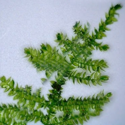 Vesicularia anchor / weeping tropica moss 5 gr