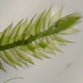 Vesicularia reticulata / erect moss 5 gr