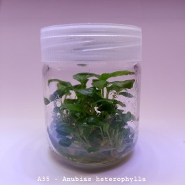 Anubias heterophylla mini IN VITRO 200 CC DEV KAVA..