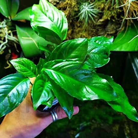 Anubias heterophylla mini EXVITRO