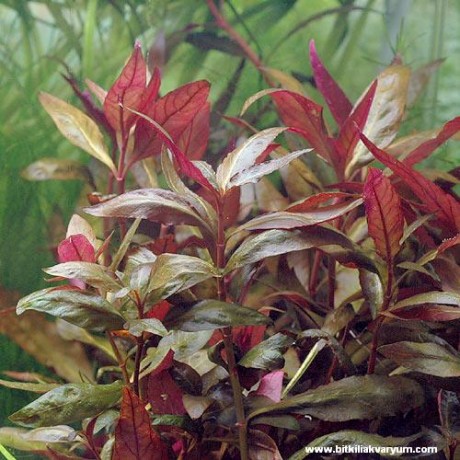 Alternanthera reineckii lila SAKSI