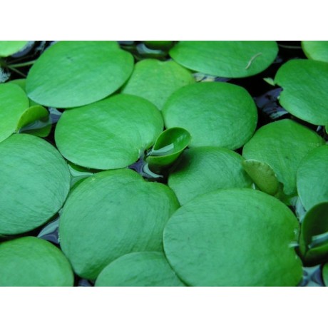 Amazon frogbit ADET