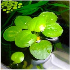 Amazon frogbit ADET