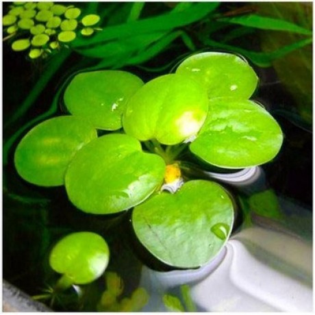 Amazon frogbit ADET