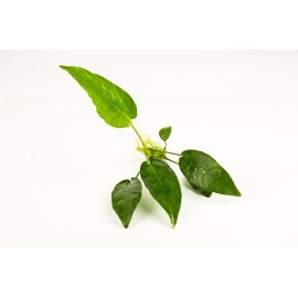 Anubias nana short TEK RİZOM