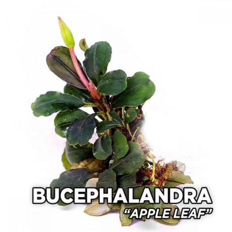 Bucephalandra apple leaf TEK RİZOM