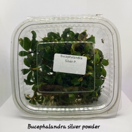 Bucephalandra silver powder ADET