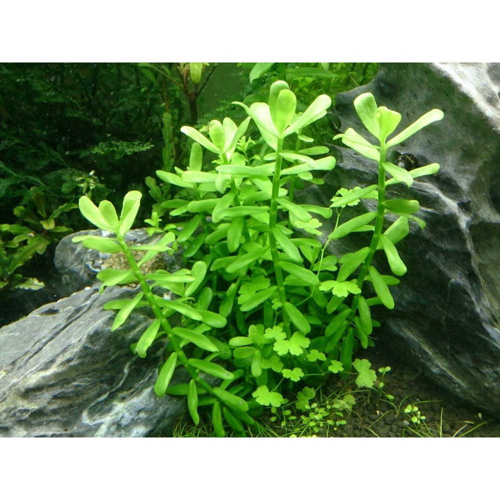 Bacopa compact SAKSI