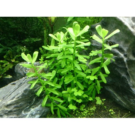 Bacopa compact SAKSI