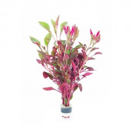 Alternanthera bettzickiana red ADET