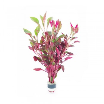 Alternanthera bettzickiana red ADET