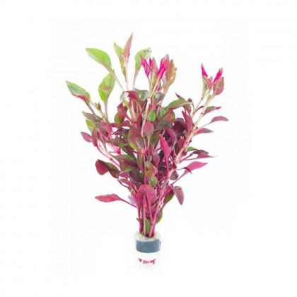 Alternanthera bettzickiana red DEMET