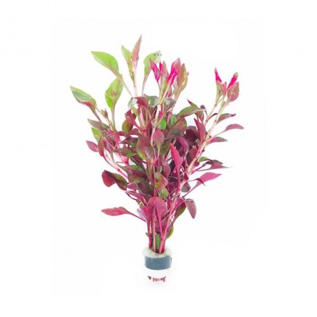 Alternanthera bettzickiana red DEMET