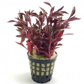 Alternanthera bettzickiana red SAKSI