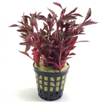 Alternanthera bettzickiana red SAKSI