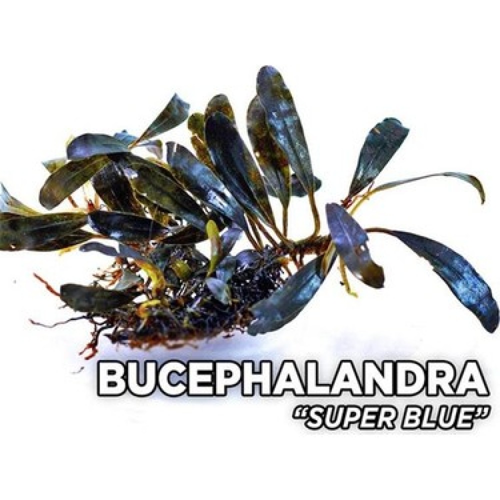 Bucephalandra super blue TEK RİZOM