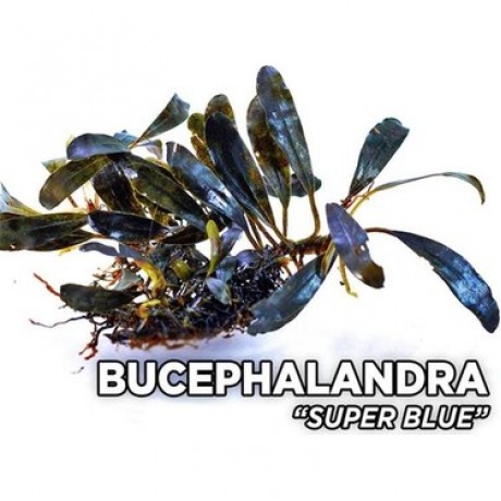 Bucephalandra super blue TEK RİZOM