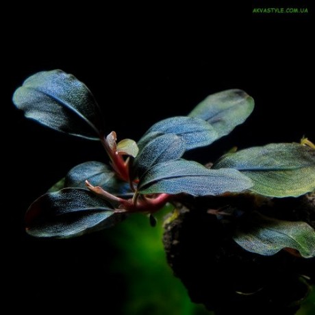 Bucephalandra super blue TEK RİZOM