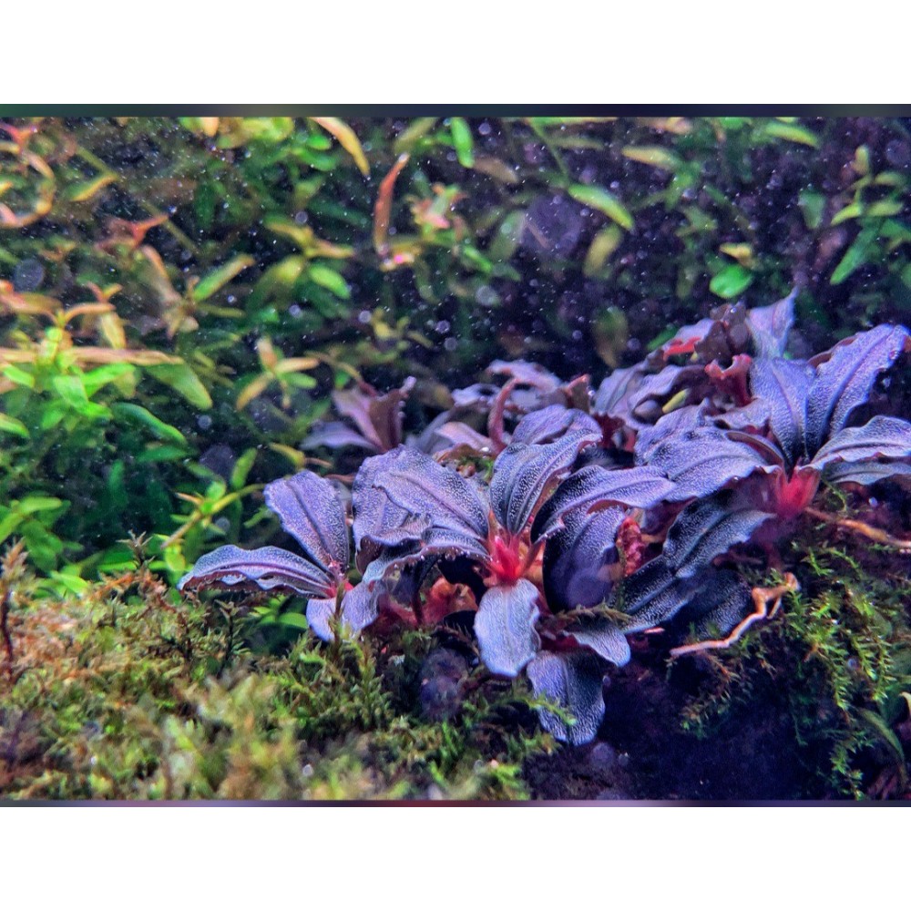 Bucephalandra brownie amanda TEK RİZOM