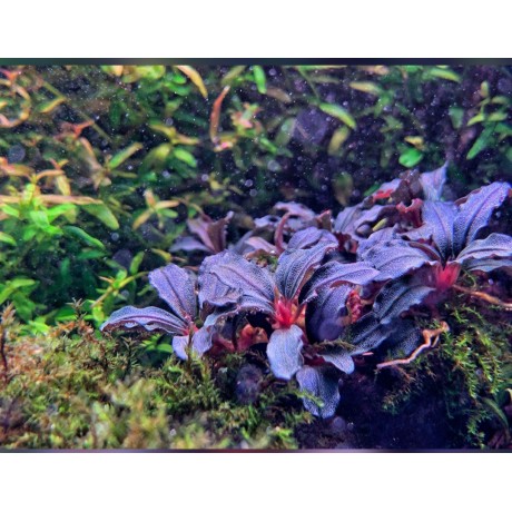 Bucephalandra brownie amanda TEK RİZOM