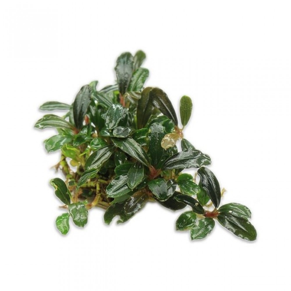 Bucephalandra brownie amanda TEK RİZOM