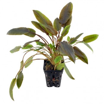 Cryptocoryne wendtii brown indonesia SAKSI