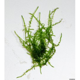 Drepanocladus aduncus - Bubble moss PORSİYON