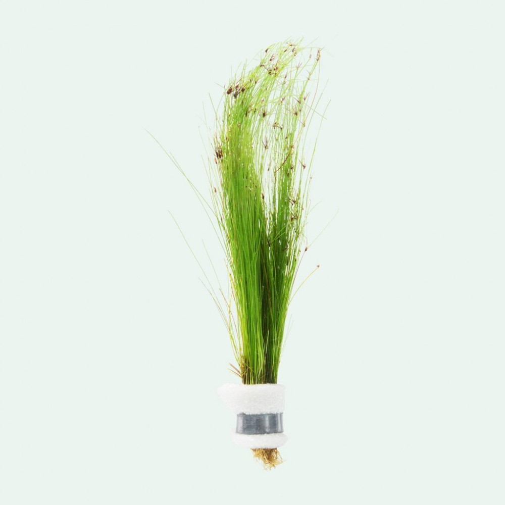 Eleocharis vivipara BUKET