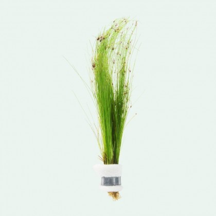 Eleocharis vivipara BUKET