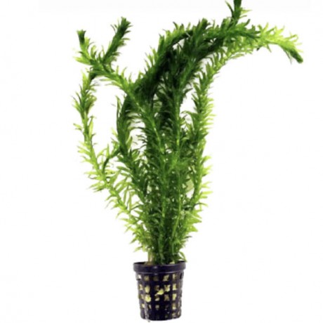 Egeria densa (Elodea) SAKSI