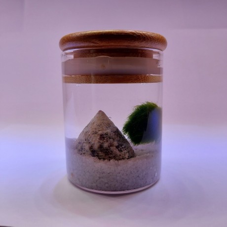 Finike Marimo Moss Ball