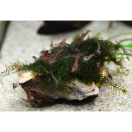 Fissidens fox PORSİYON 5 gr