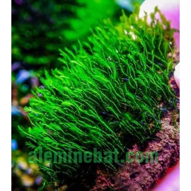 Fissidens india PORSİYON 5 gr