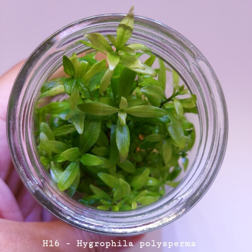 Hygrophila polysperma (Zeytin) SAKSI