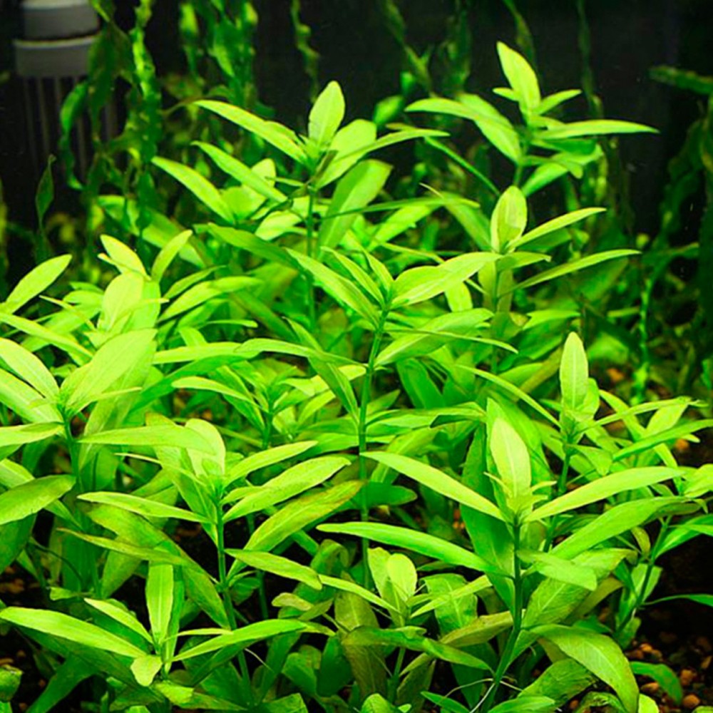 Hygrophila polysperma (Zeytin) SAKSI