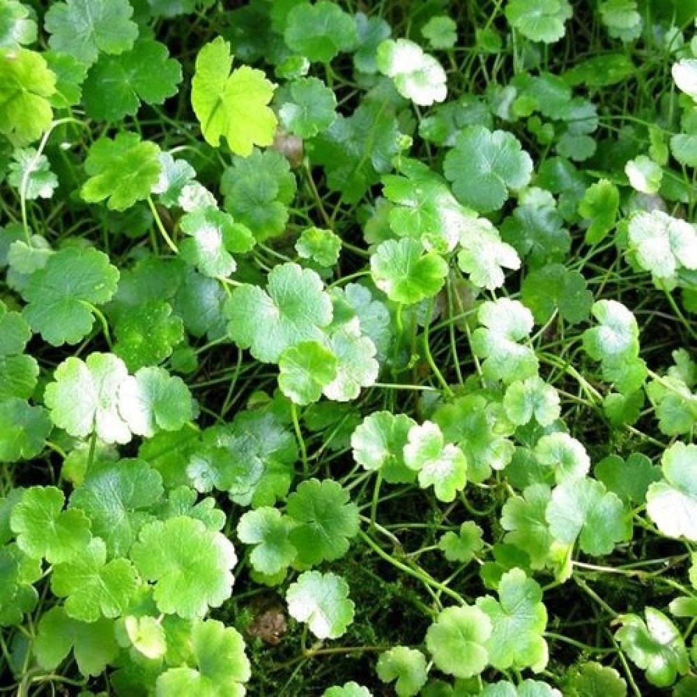 Hydrocotyle sibthorpioides ADET