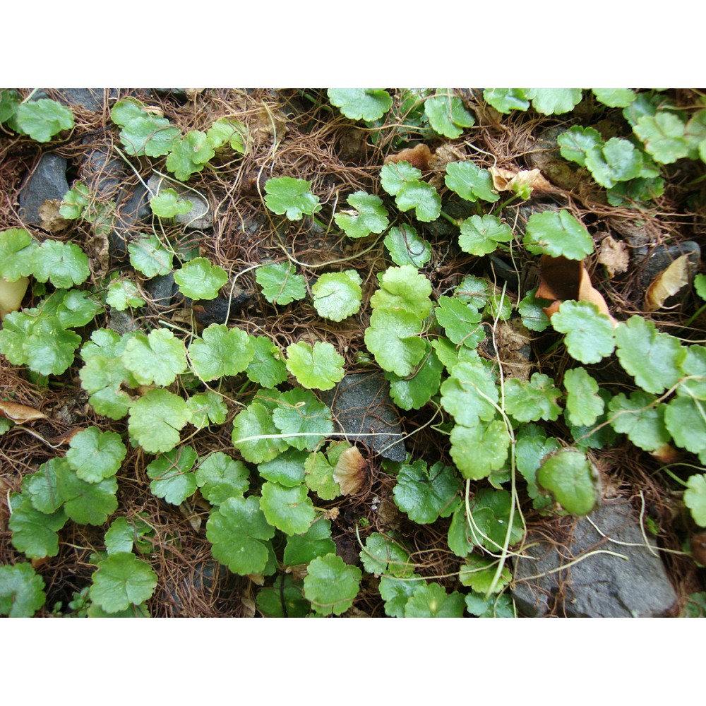 Hydrocotyle sibthorpioides EXVİTRO