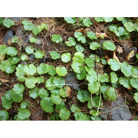 Hydrocotyle sibthorpioides EXVİTRO