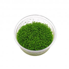 Hemianthus callitrichoides Cuba T/C CUP